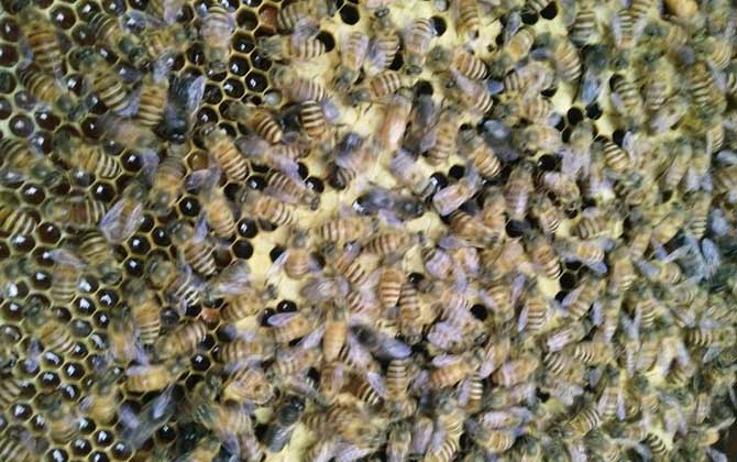 投資2萬的蜜蜂能獲利么(投資2萬養蜜蜂有多少利潤) 投資2萬的蜜蜂能獲利么(投資2萬養蜜蜂有多少利潤)