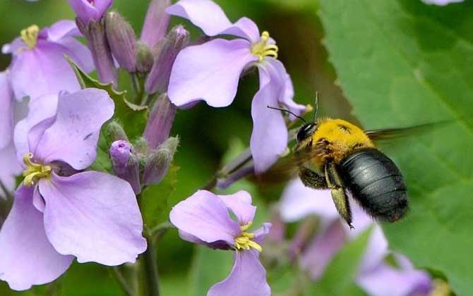 木蜂和熊蜂的區(qū)別（木蜂和熊蜂的對比）