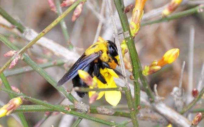 木蜂和熊蜂的區(qū)別（木蜂和熊蜂的對比）