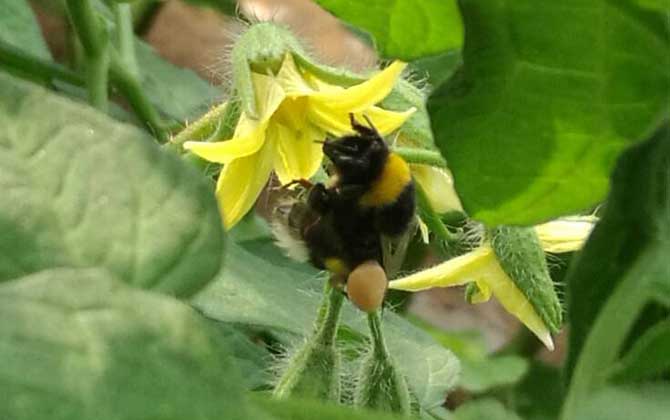 木蜂和熊蜂的區(qū)別（木蜂和熊蜂的對比）