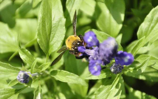 木蜂和熊蜂的區(qū)別（木蜂和熊蜂的對比）