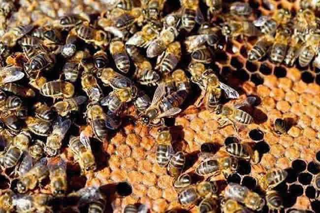 蜜蜂怎么過冬（越冬）？