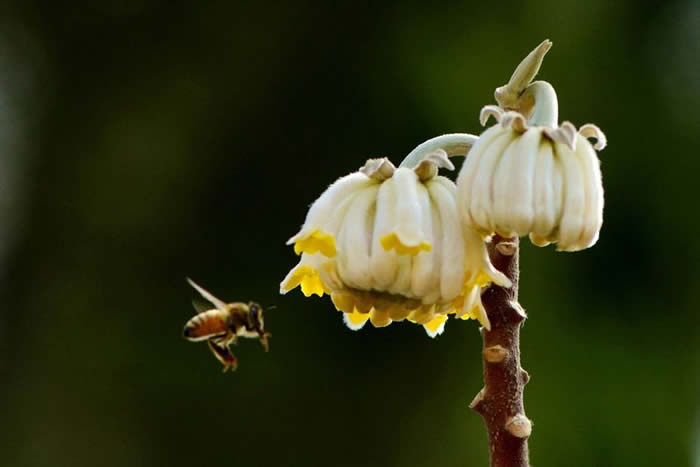 蜜蜂怎么過冬（越冬）？