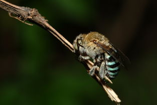 松丹一號和哪個(gè)蜂種雜交好（適合北方養(yǎng)殖蜜蜂品種）