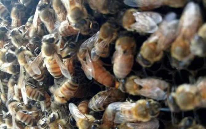 白山5號蜂王和松丹一號那個好(白山5號蜜蜂配套系) 白山5號蜂王和松丹一號那個好(白山5號蜜蜂配套系)