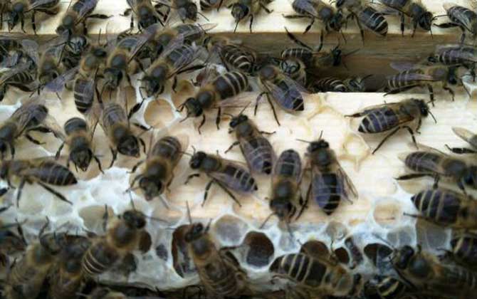 阿壩中蜂淘寶購(gòu)買怎樣（阿壩中蜂原種如何購(gòu)買）