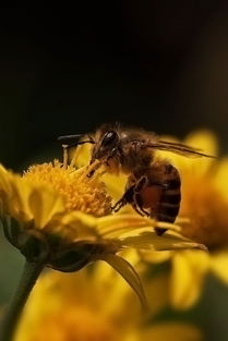 如何評估蜜蜂養(yǎng)殖規(guī)模(蜜蜂飼養(yǎng)規(guī)模與產值效益調查分析) 如何評估蜜蜂養(yǎng)殖規(guī)模(蜜蜂飼養(yǎng)規(guī)模與產值效益調查分析)