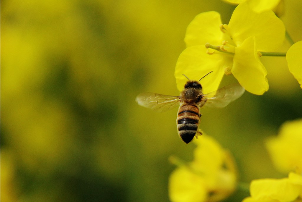如何評估蜜蜂養(yǎng)殖規(guī)模(蜜蜂飼養(yǎng)規(guī)模與產值效益調查分析) 如何評估蜜蜂養(yǎng)殖規(guī)模(蜜蜂飼養(yǎng)規(guī)模與產值效益調查分析)