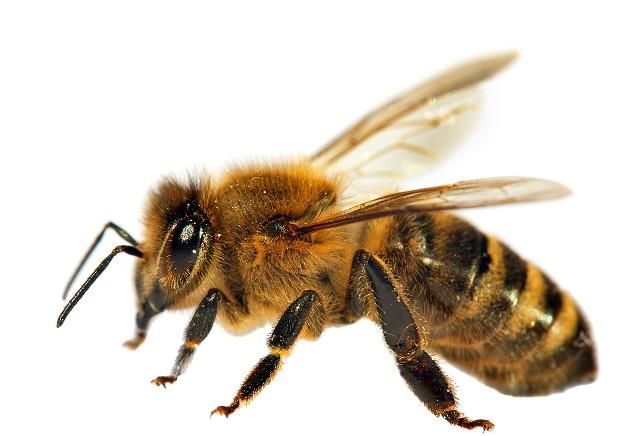 如何評估蜜蜂養(yǎng)殖規(guī)模(蜜蜂飼養(yǎng)規(guī)模與產值效益調查分析) 如何評估蜜蜂養(yǎng)殖規(guī)模(蜜蜂飼養(yǎng)規(guī)模與產值效益調查分析)