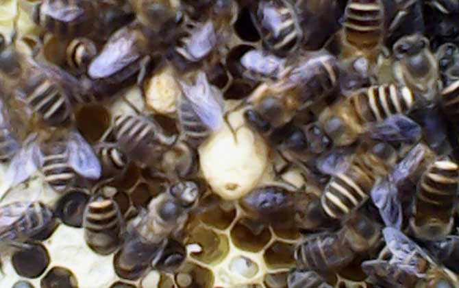 急造王臺幾天能出蜂王 急造王臺幾天能出蜂王