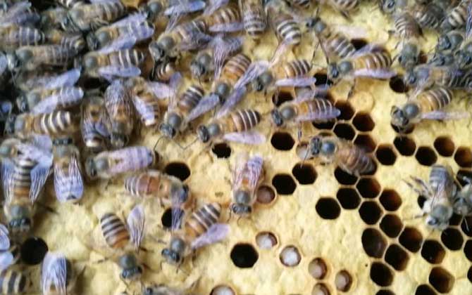 急造王臺幾天能出蜂王 急造王臺幾天能出蜂王