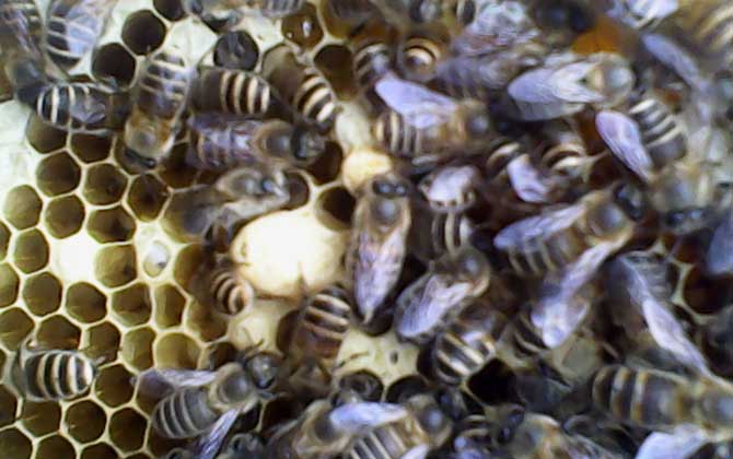 急造王臺幾天能出蜂王 急造王臺幾天能出蜂王