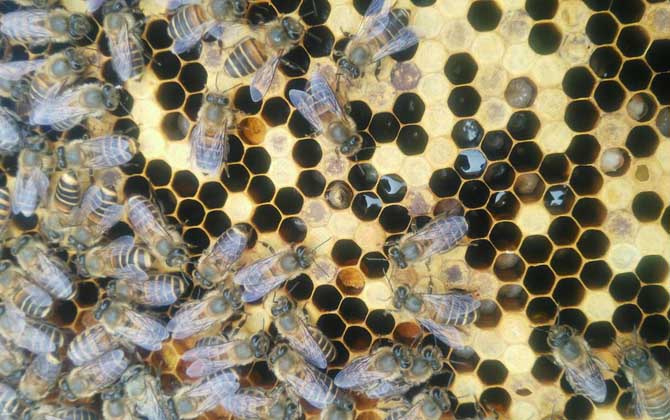 急造王臺幾天能出蜂王 急造王臺幾天能出蜂王