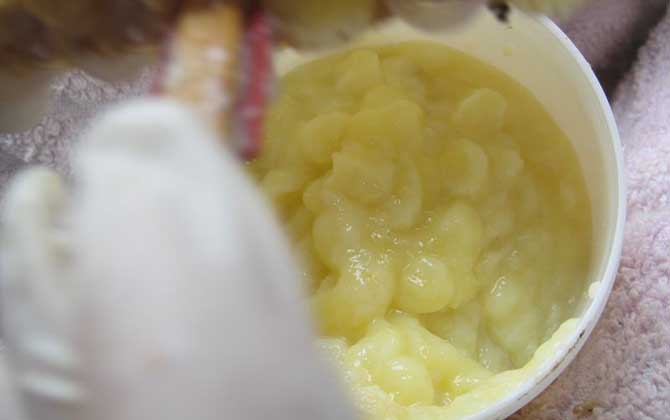 蜂王漿對人身體有好處么(吃蜂王漿有什么好處和禁忌) 蜂王漿對人身體有好處么(吃蜂王漿有什么好處和禁忌)