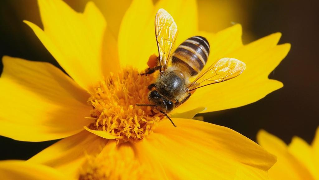 馬蜂俺不怕殺蟲劑(用什么殺蟲劑噴馬蜂最有效) 馬蜂俺不怕殺蟲劑(用什么殺蟲劑噴馬蜂最有效)