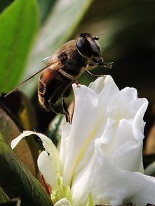 中蜂分群時工蜂特別少是什么原因（一箱中蜂蜂王產卵多，而工蜂越來越少）