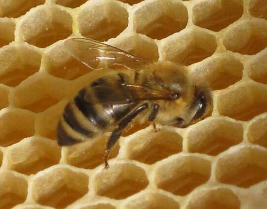 蜜蜂失王晚上的表現（蜜蜂失王會怎么樣）