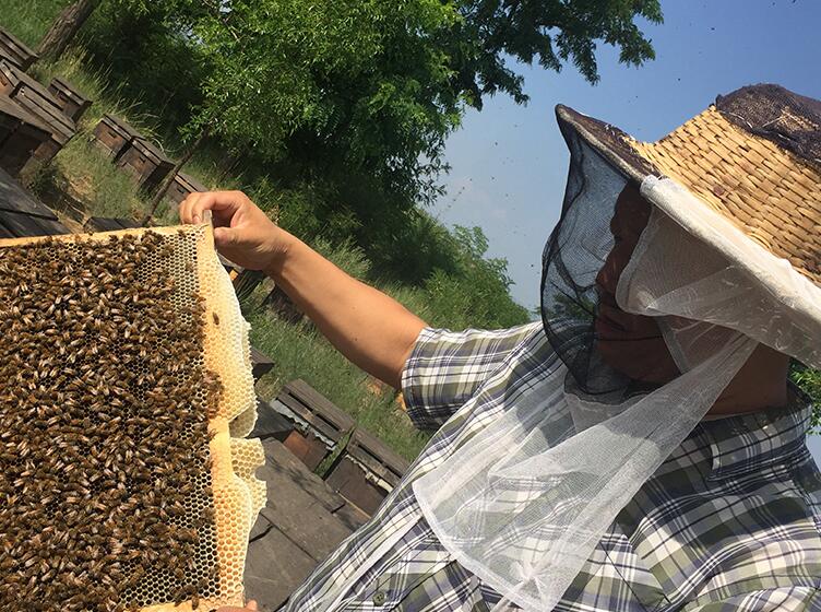 采集野生蜂蜜對蜜蜂生存有影響嗎(蜂蜜被取走了蜜蜂會餓死嗎) 采集野生蜂蜜對蜜蜂生存有影響嗎(蜂蜜被取走了蜜蜂會餓死嗎)
