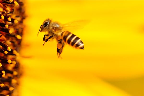 阿壩中蜂如何選擇養(yǎng)殖場(chǎng)地址（阿壩中蜂如何選擇場(chǎng)地）