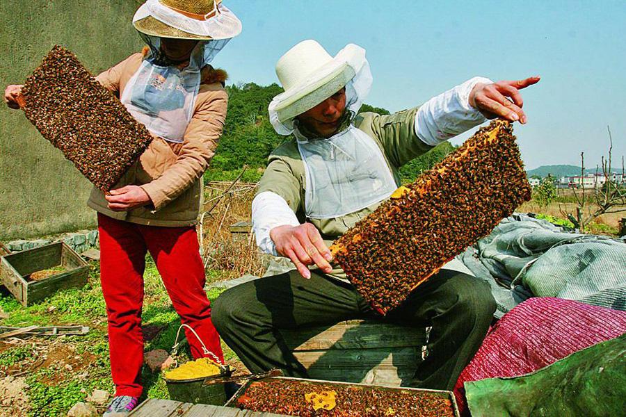 【蜜蜂養殖】養蜂人一年能賺多少錢? 養蜂人一年能賺多少錢?
