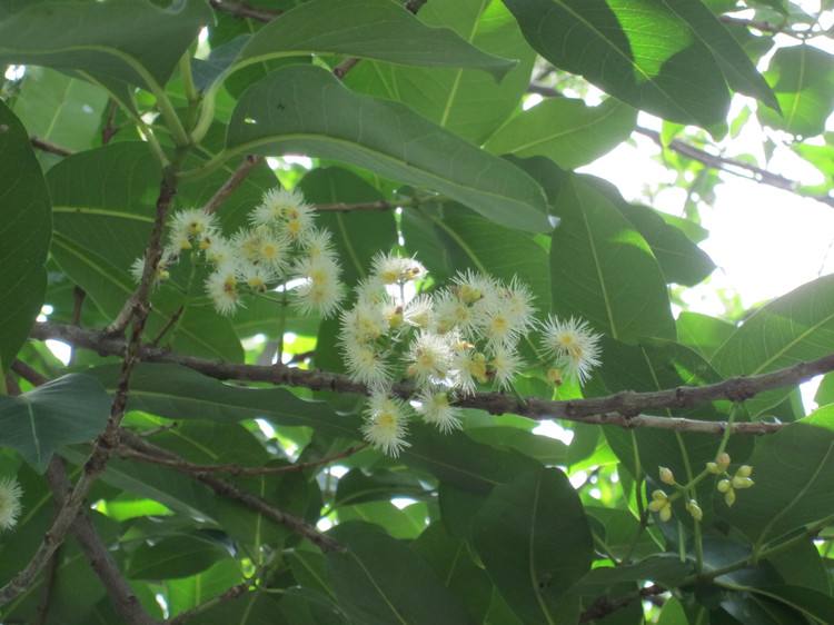 【蜜蜂養殖】養蜂人一年能賺多少錢? 養蜂人一年能賺多少錢?