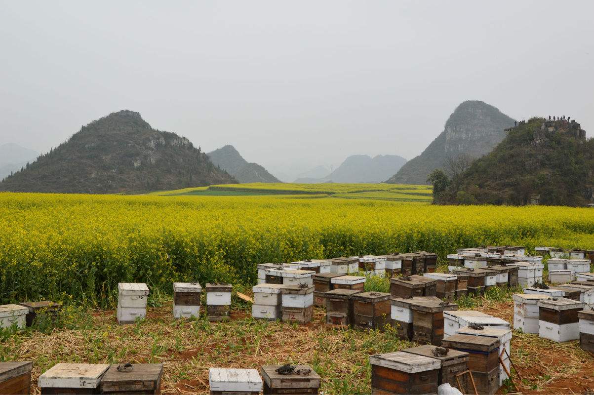 【蜜蜂養殖】養蜂人一年能賺多少錢? 養蜂人一年能賺多少錢?