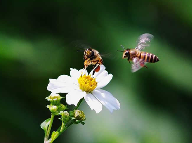 工產群怎樣找到工產蜂