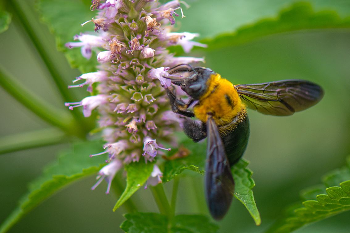 野蜜蜂怎么抓蜂王？