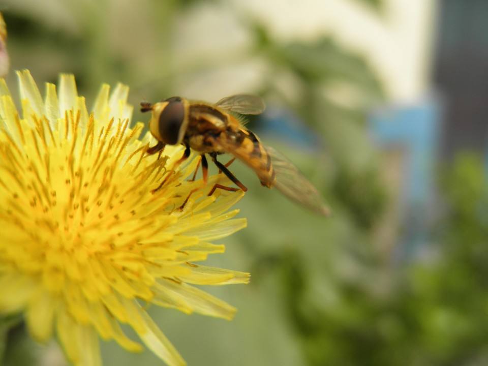 野蜜蜂怎么抓蜂王？