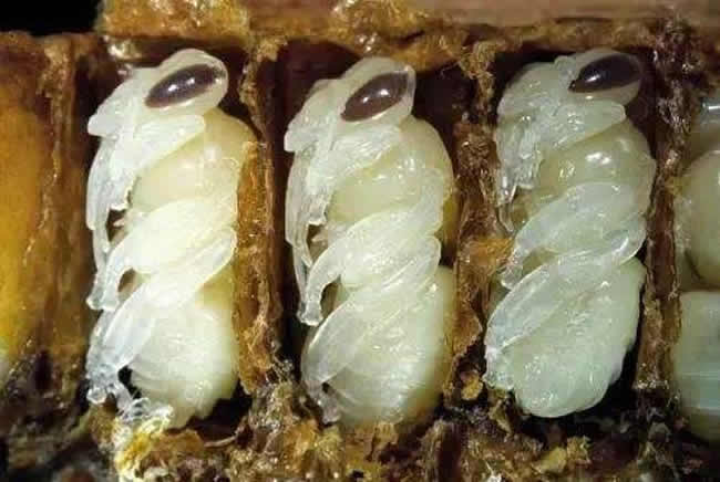 【蜜蜂知識(shí)】蜂產(chǎn)品種類(lèi)及圖片介紹