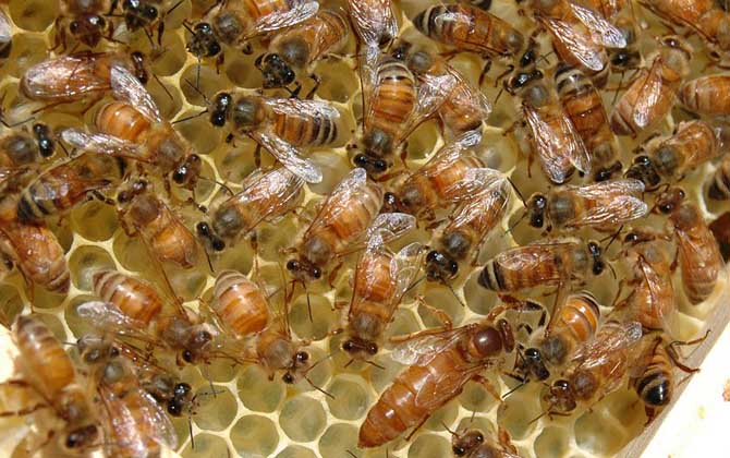 蜜蜂王是天生的還是發(fā)展起來的（蜂王是怎樣產(chǎn)生的）