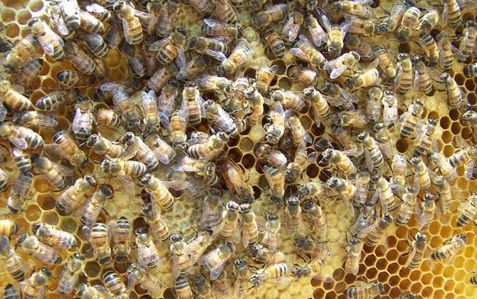 蜜蜂王是天生的還是發(fā)展起來的（蜂王是怎樣產(chǎn)生的）