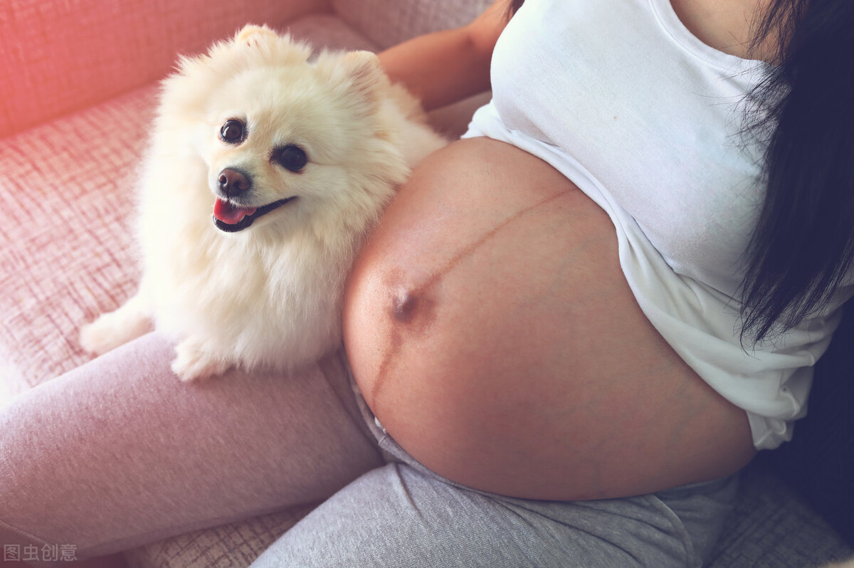 孕期該不該送走寵物(懷孕期間能不能養寵物) 懷孕了,該不該把狗狗送走?