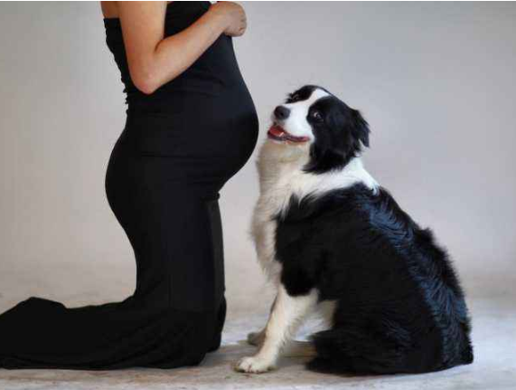 孕期該不該送走寵物(懷孕期間能不能養寵物) 懷孕了,該不該把狗狗送走?