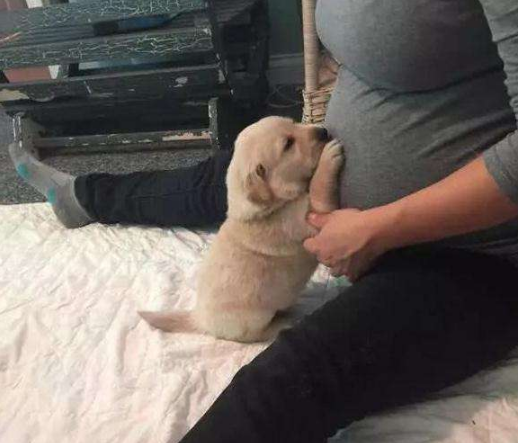 孕期該不該送走寵物(懷孕期間能不能養寵物) 懷孕了,該不該把狗狗送走?