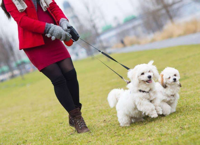 孕期該不該送走寵物(懷孕期間能不能養寵物) 懷孕了,該不該把狗狗送走?