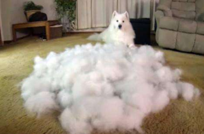 孕期該不該送走寵物(懷孕期間能不能養寵物) 懷孕了,該不該把狗狗送走?