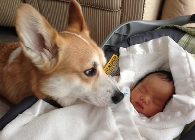 孕期該不該送走寵物(懷孕期間能不能養寵物) 懷孕了,該不該把狗狗送走?