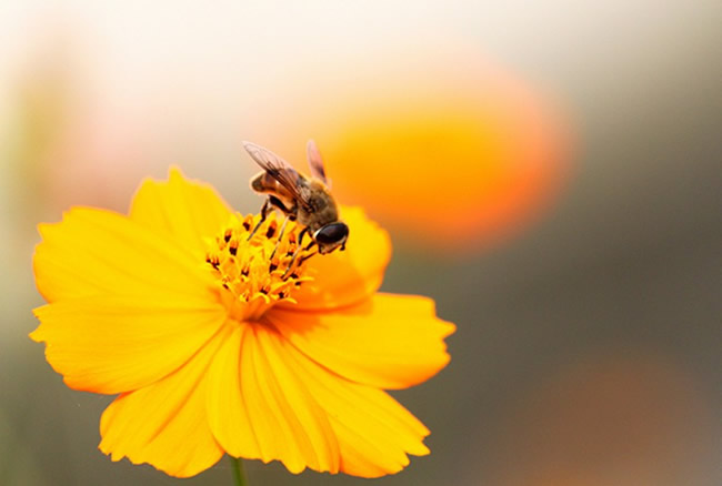 蜜蜂身上的灰白色物體是什么？