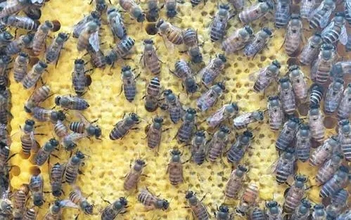 越冬期工蜂產卵怎么辦