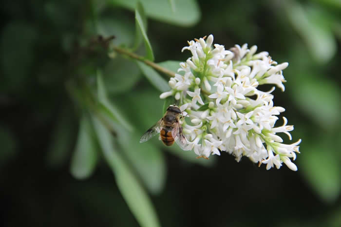 新手怎么才能養好蜜蜂？