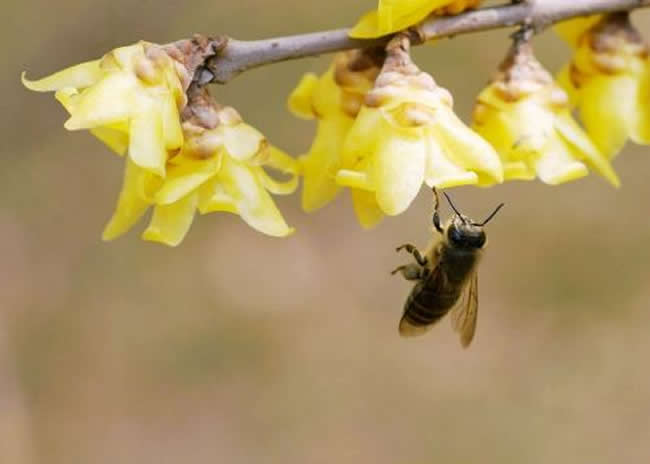 新手怎么才能養好蜜蜂？