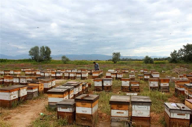 養蜂場怎么飼喂蜜蜂？