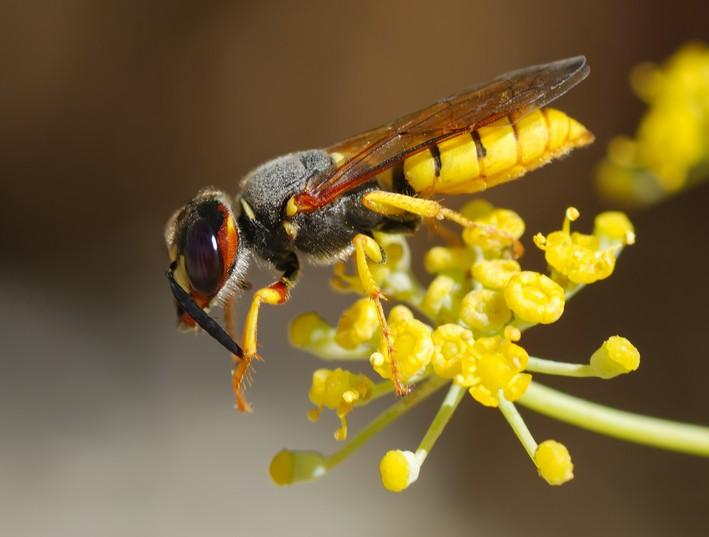 工蜂回巢很急躁是什么原因（為什么工蜂會(huì)急躁）