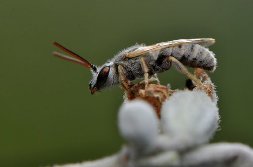 工蜂回巢很急躁是什么原因（為什么工蜂會(huì)急躁）