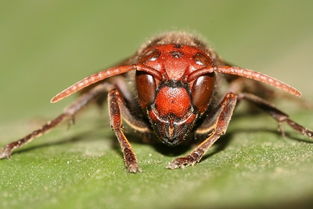 工蜂回巢很急躁是什么原因（為什么工蜂會(huì)急躁）