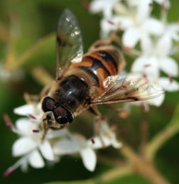 定地飼養(yǎng)金喀蜂好還是松丹一號(hào)好（哪種蜜蜂最好養(yǎng)）