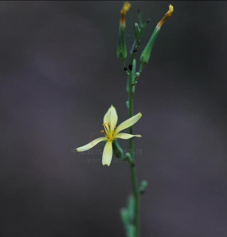 云南發現極危物種 消失100多年!云南發現極危物種異葉苣苔,野生華南虎會出現嗎?