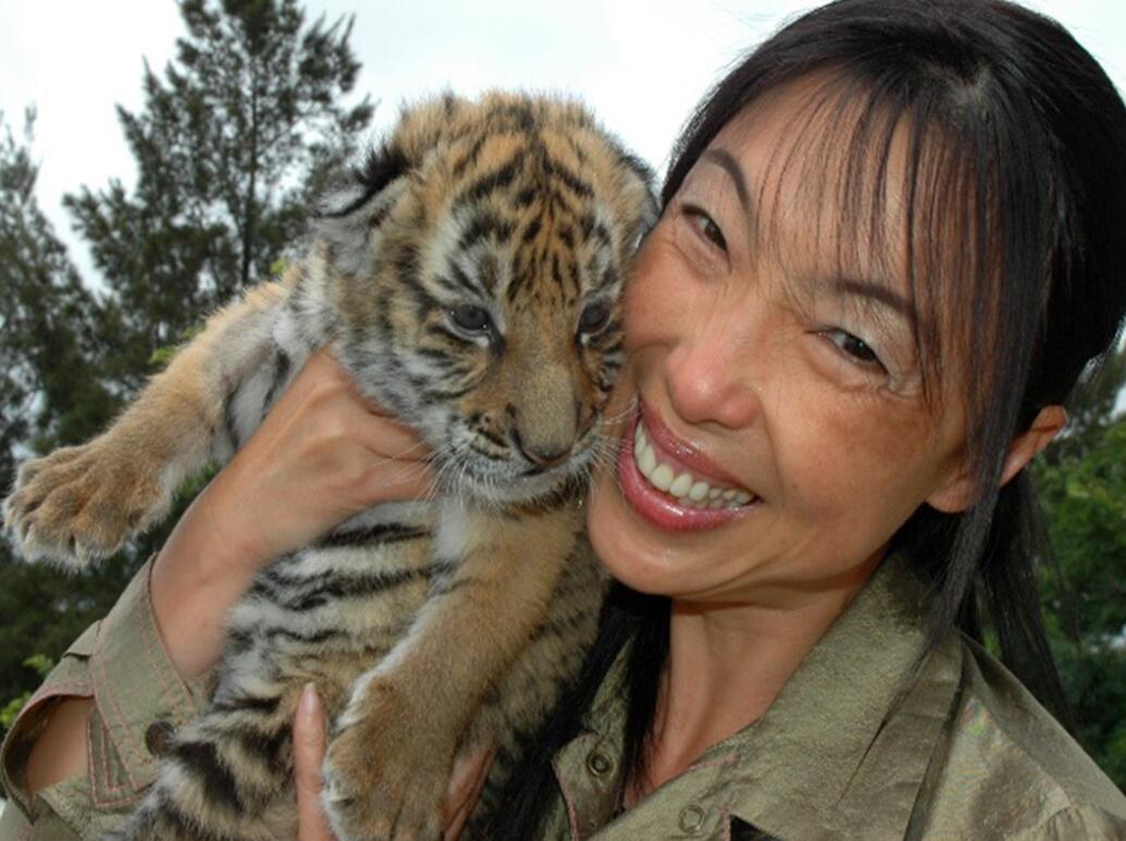 云南發現極危物種 消失100多年!云南發現極危物種異葉苣苔,野生華南虎會出現嗎?