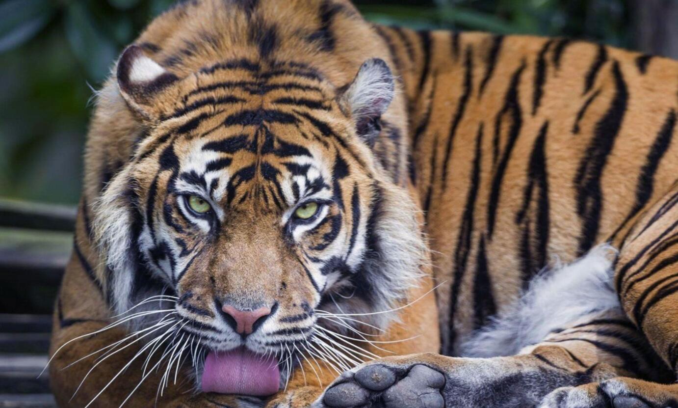 云南發現極危物種 消失100多年!云南發現極危物種異葉苣苔,野生華南虎會出現嗎?